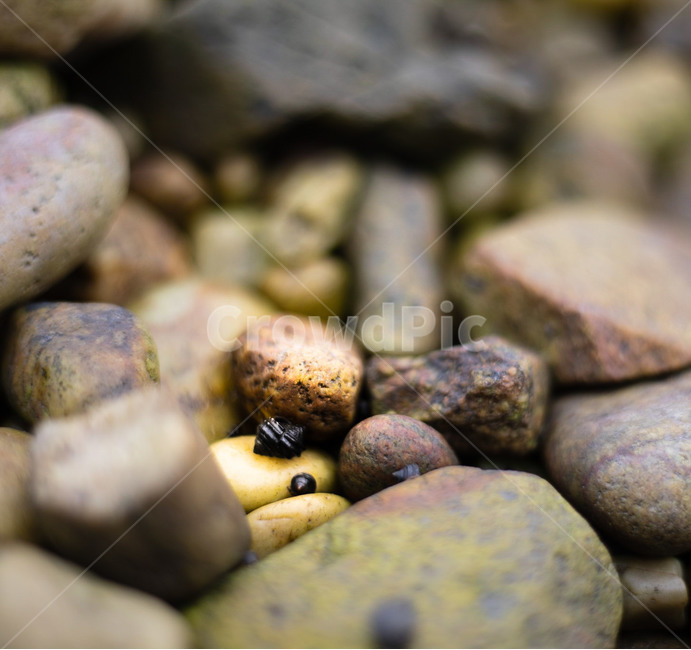 조약돌,돌,봄,자연,바다,감성사진,소라,pebble