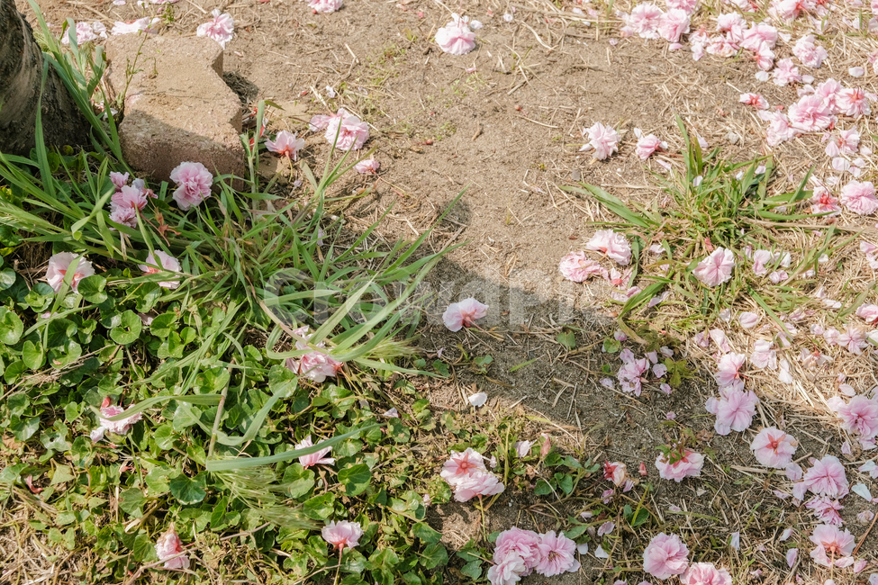 spring,spring flowers,Double cherry blossoms,natural scenery,season,Emotional photo