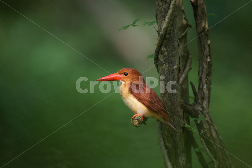 호반새,불새,철새,조류,새,동물,animal,조류,새,birds