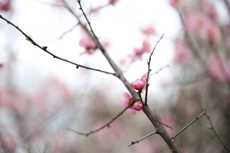 봄,매화,분홍,아름다움,꽃봉오리,봄,계절,spring,season,식물,자연,plants,nature,꽃,flower,plant