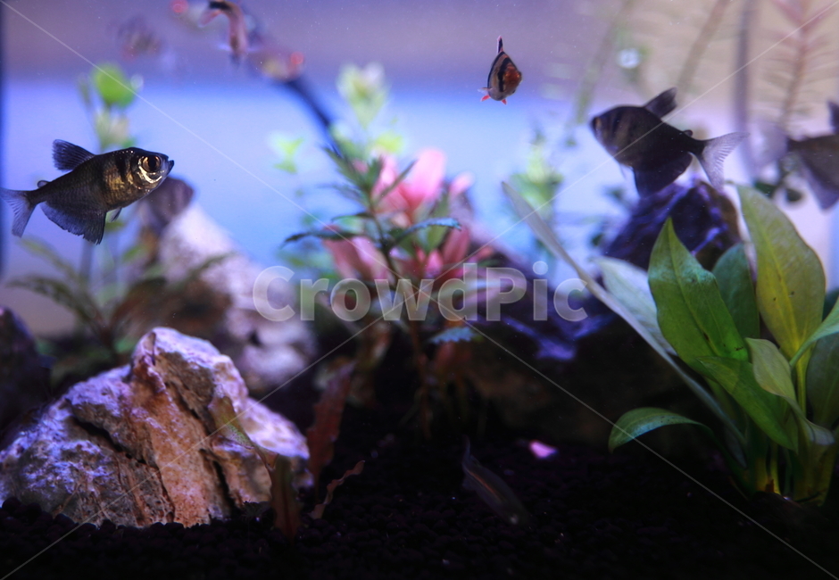 물고기,열대어,수초,aquatic,water,어류,물고기,fish