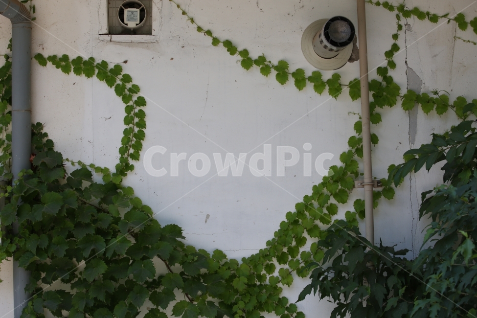 담쟁이,여름,벽화,식물,녹색,식물,자연,plants,nature
