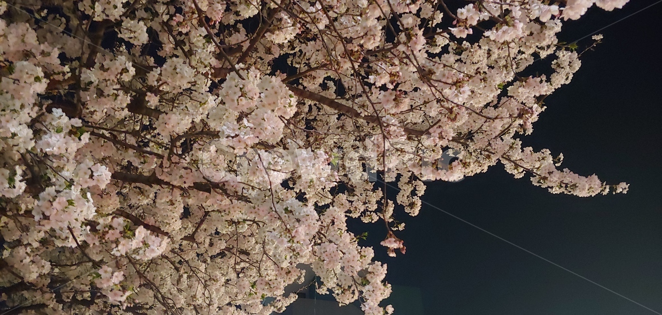 밤,벚꽃,벚꽃나무,봄,분홍,봄,계절,spring,season,야경,밤,풍경,nightscape,night,landscape,식물,자연,plants,nature,꽃,flower,plant,blossom,cherry blossom