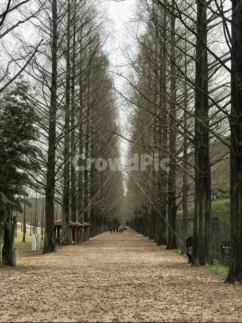 메타세쿼이아,담양,휴가,자연,나무,나들이,전라남도,가로수길,경치,풍경,담양여행,산책길,관광지,아름다운길,연인,데이트코스