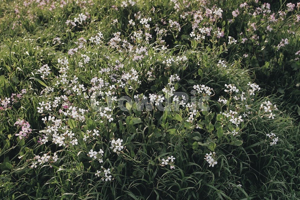 자연,풍경,꽃,들꽃,풀,감성,식물,자연,plants,nature,꽃,flower