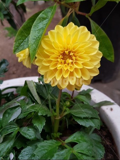 꽃,노란꽃,국화,예쁜꽃,봄꽃,식물,자연,plants,nature,꽃,flower