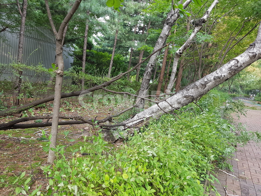 자연재해,식물,나무,쓰려짐,파괴,식물,자연,plants,nature,나무,trees,wood