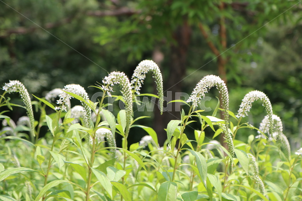 꽃,싱그러움,화사함,그린,초록,푸르름,푸름,자연,식물,자연,plants,nature,꽃,flower
