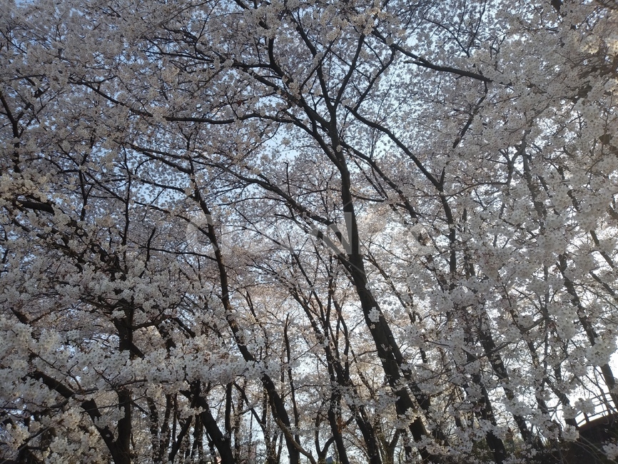 벚꽃,벚꽃무리,울창한벚꽃,벚꽃나무들,벚꽃들