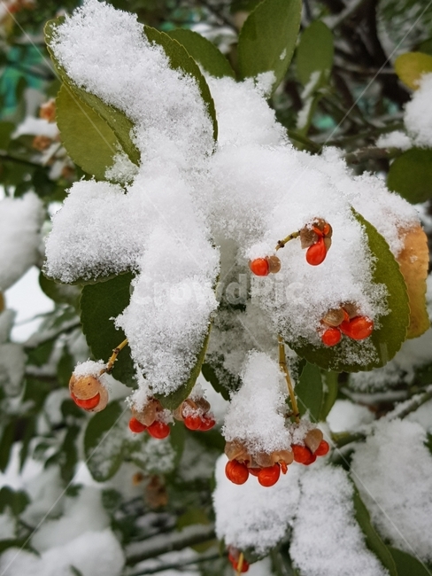 눈,열매,겨울,붉은열매,식물,겨울,계절,winter,season,식물,자연,plants,nature,과일,열매,fruit