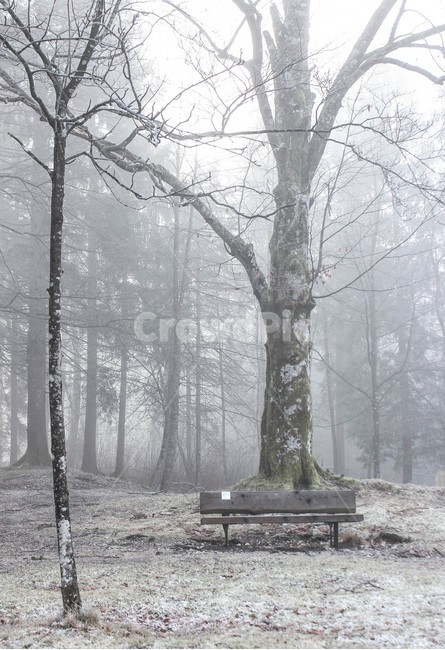 숲,벤치,나무,자연,안개,겨울,고요함,감성,계절,호수,forest,tree,nature,fog,winter,silent,feeling,sensible,season,lake,식물,plant,여행,여행사진,겨울,계절,winter,season,식물,자연,plants,nature,나무,trees,wood