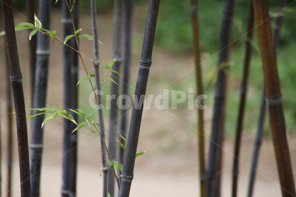 대나무,오죽,검정대나무,bamboo,phyllostachysnigra