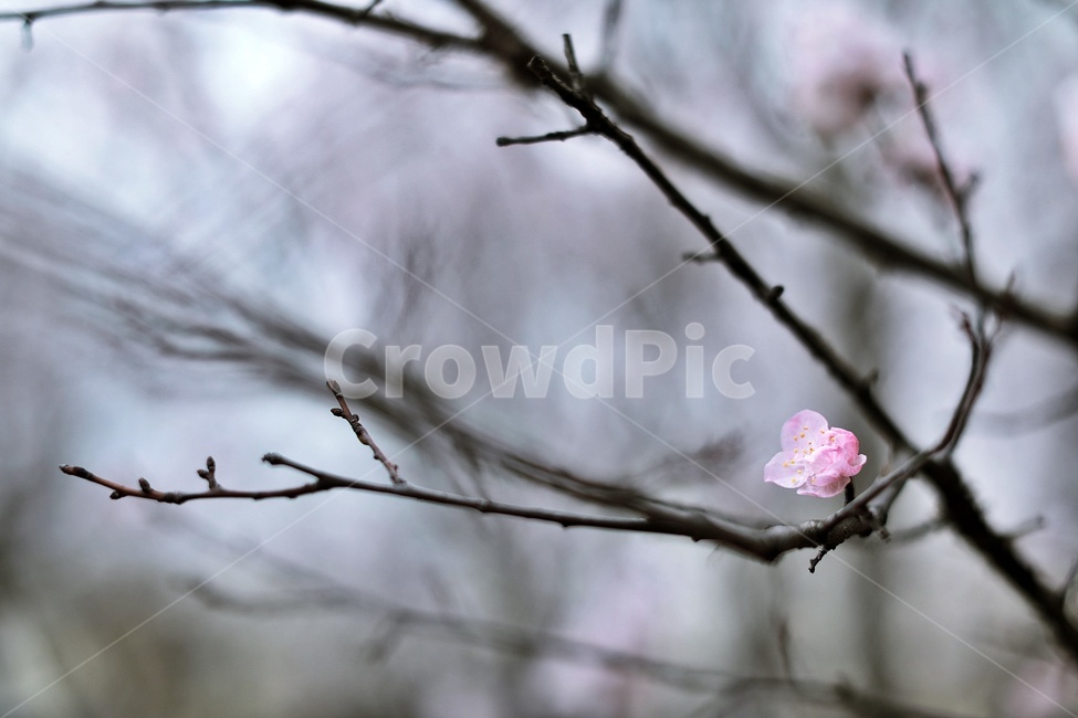 벚꽃,분홍벚꽃,벚나무,cherryblossoms,flower,cherrytree,식물,자연,plants,nature,꽃,flower