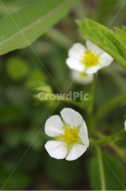 딸기꽃,꽃,flower,plant,식물,식물,자연,plants,nature,꽃,flower