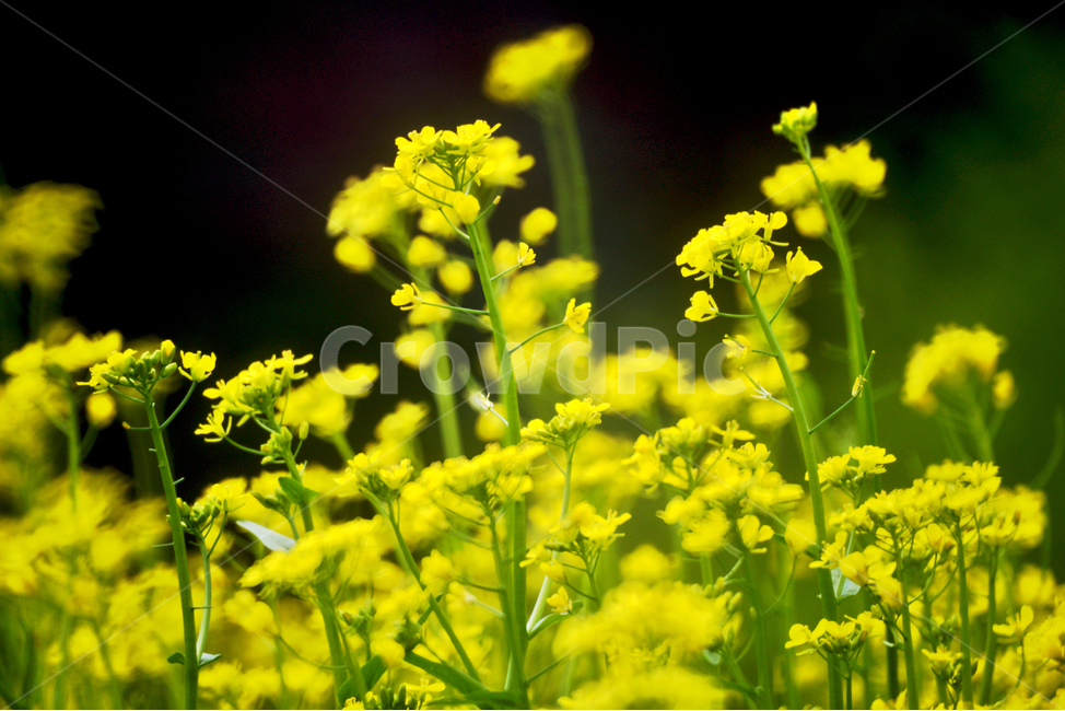 유채,꽃,노란색,십자화과,두해살이풀,식용,카놀라유,식물,자연,plants,nature,꽃,flower