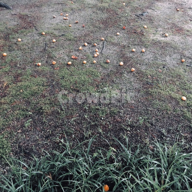 자연,식물,초록,잎,과일,열매,식물,자연,plants,nature