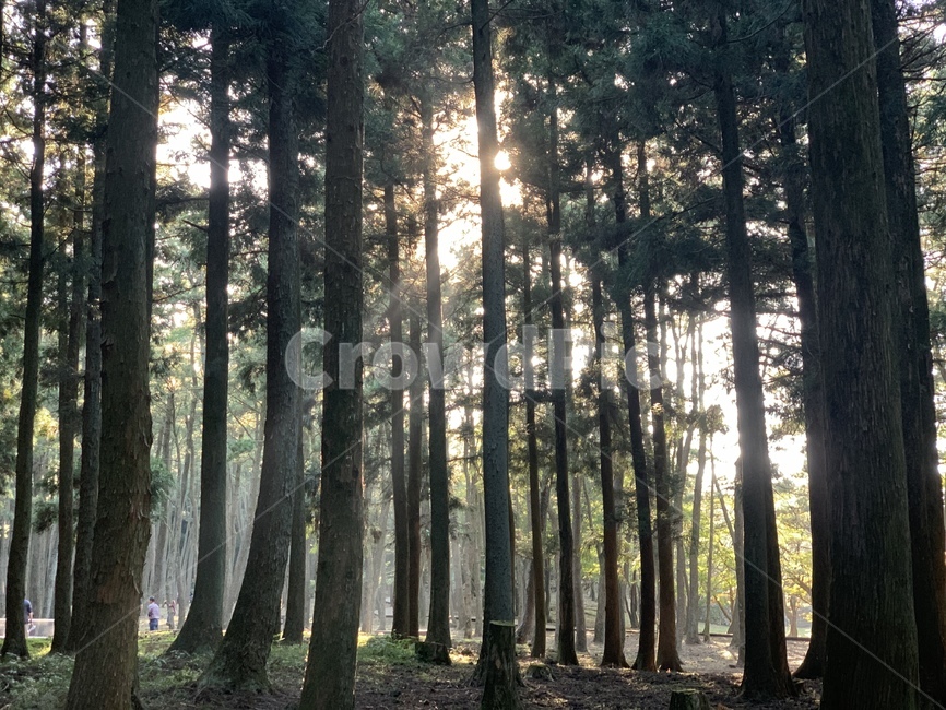plant,식물,tree,나무,vegetation,초목,forest,숲,숲속,land,땅,outdoors,옥외,nature,자연,햇빛,woodland,삼림지,sunlight,나무,trees,wood