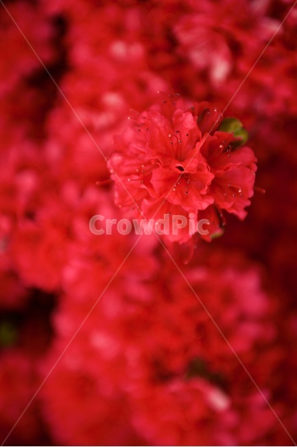 영산홍,빨강,꽃,정열,강렬한레드,red,식물,자연,plants,nature,꽃,flower,색깔,색상,색채,색감,color sense,color sensitivity,feeling of color