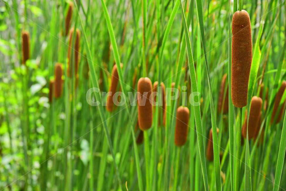 부들,수생식물,식물,씨앗,습지식물,다년생초본,물가식물,녹색,green,배경,바탕,백그라운드,식물,자연,plants,nature