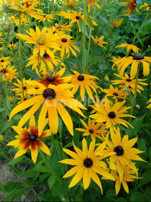 루드베키아,coneflower,노란색꽃,식물,천인국,꽃