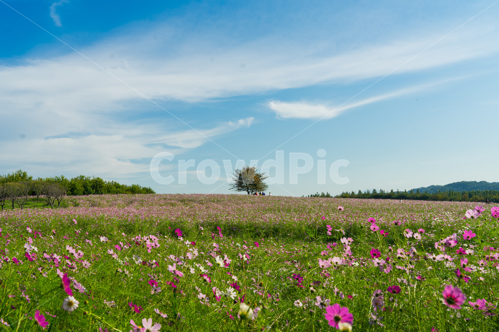 꽃,코스모스,가을,감성사진,식물,계절,fall,autumn,season,grassland,field,plant,rest,flower,휴식,힐링,들,outdoors,자연,가을,계절,fall,autumn,season,자연,풍경,nature,landscape,목초지,옥외,farm,농장,rural,농촌,meadow