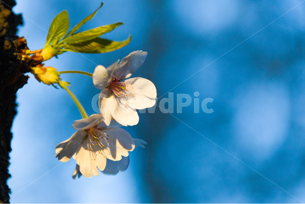 봄,꽃,벚꽃,벚꽃길,봄나들이,봄,계절,spring,season,식물,자연,plants,nature,꽃,flower,색깔,색상,색채,색감,color sense,color sensitivity,feeling of color,plant