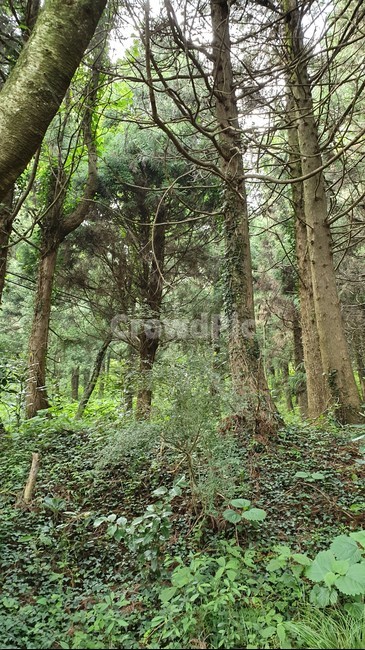숲,나무,담쟁이덩쿨,밀림,숲속,제주숲,jeju,초록색,식물