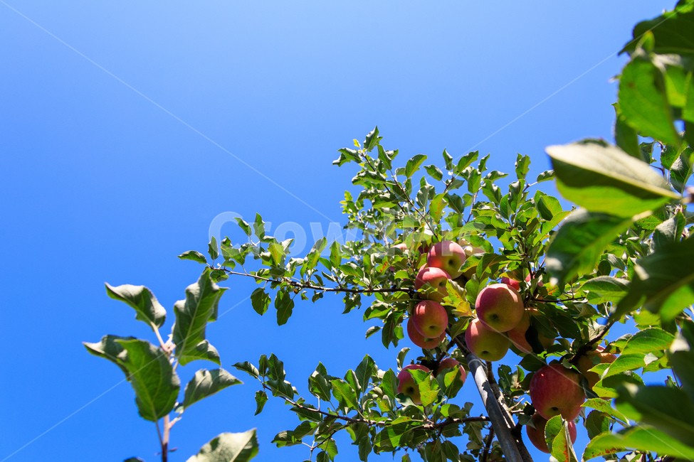 사과,나무,과일나무,사과나무,과수원,과일,농업,수확,식물,자연,plants,nature,과일,열매,fruit