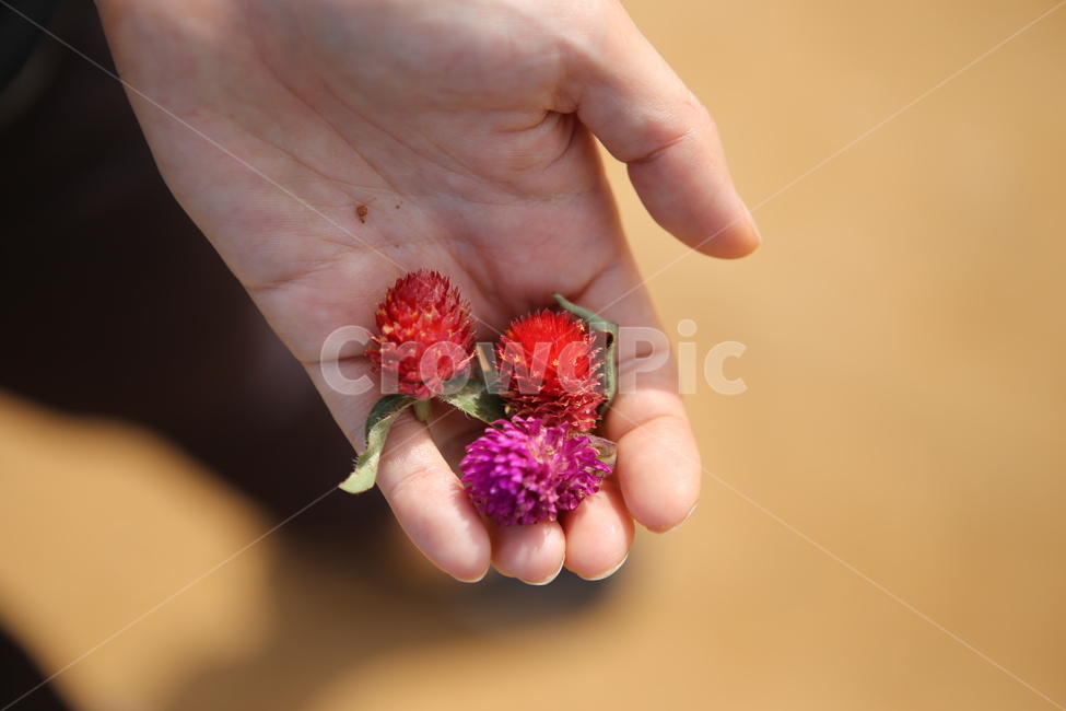 천일홍,천일홍꽃,꽃,가을꽃,식물