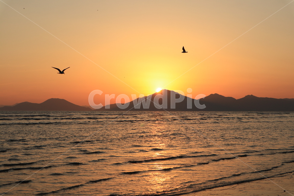 부산,다대포,일몰,바다,노을,갈매기,파도,busan,dadaepo,beach,sunset,자연,풍경,nature,landscape,한국자연풍경,한국자연경관,korea nature landscape,동물,animal,조류,새,birds,bird,outdoors,옥외,sunlight,햇빛,sky,하늘,dawn,새벽,red sky,붉은 하늘,dusk,황혼