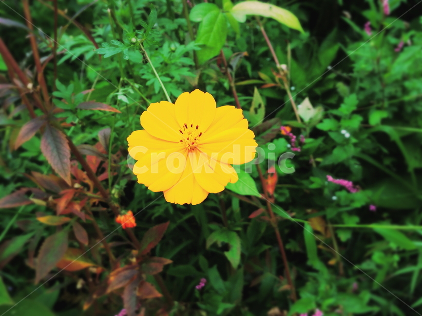 노란꽃,길가의꽃,작은꽃,개화,정원,길가,들판,식물,자연,plants,nature,꽃,flower