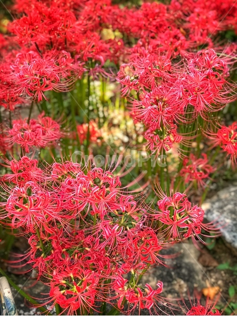 상사화,꽃,자연,가을,들꽃,식물,자연,plants,nature,꽃,flower