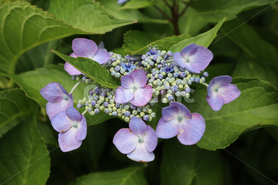 꽃,봄,연보라색,spring,flower