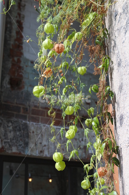 풍선초,덩쿨,꽈리,plant,식물,벽,벽식물,풍선덩굴,식물,자연,plants,nature