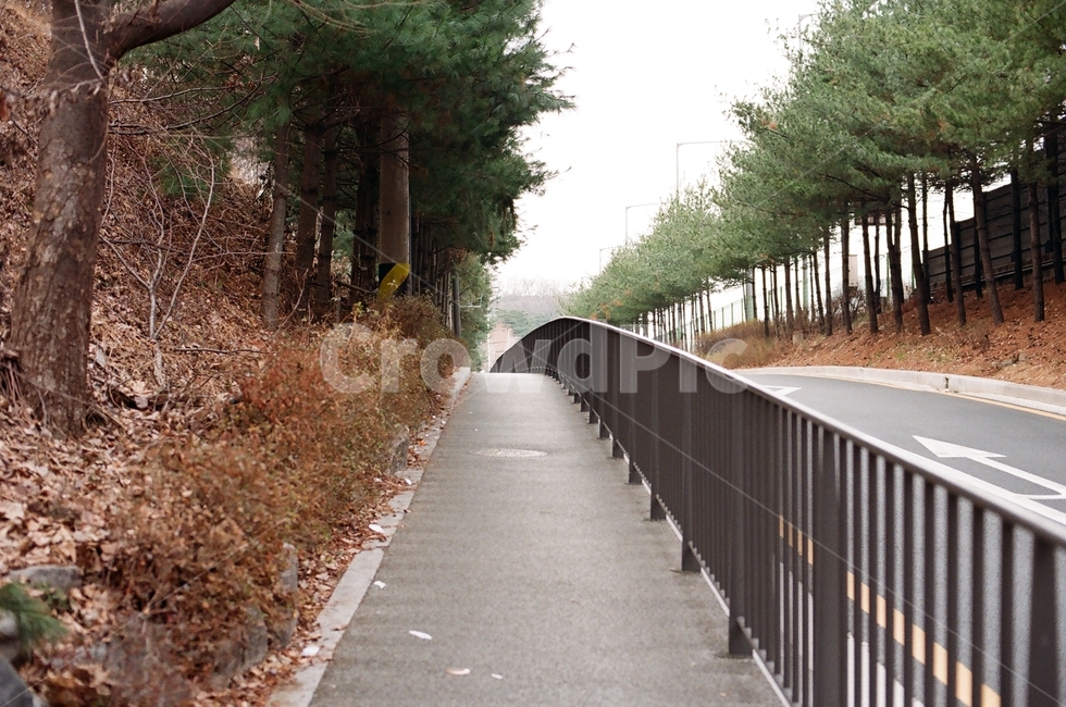 길,인도,가을,겨울,언덕,낙엽,소나무,가로수,도로,우면동,way,road,seoul,필름사진