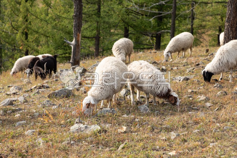 grazing,grassland,outdoor,livestock farming,animal husbandry,Mongolia,mammal,animal,Livestock,mammalia,sheep