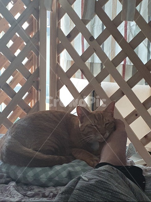 고양이,낮잠,휴식,cat,반려묘,광합성,animal,포유류,mammal,pet,애완동물