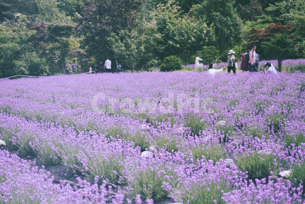 라벤더,라벤더밭,보라,꽃,flower,plant,식물,자연,lavender,blossom,사람,밭,배경화면,배경