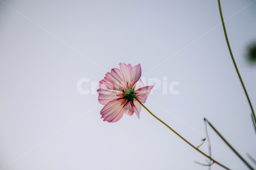 코스모스,꽃,자연,식물,가을,아름다운,commoncosmos,가을,계절,fall,autumn,season,식물,자연,plants,nature,꽃,flower,plant,daisies,데이지,blossom,daisy