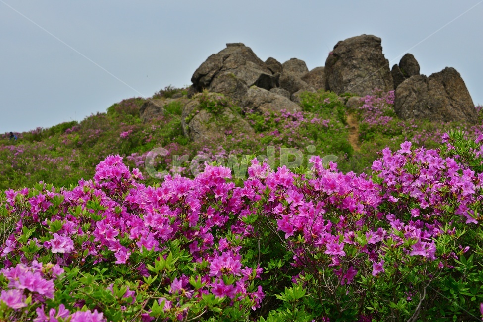 hill,언덕,flower,blossom,꽃,plant,식물,outdoors,옥외,nature,자연,경치,경관,풍경,보성,초암산,초암산봄,조암산철쭉꽃,절쭉꽃,철쭉