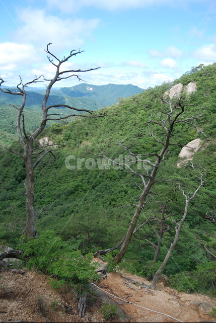 괴산군,국립공원,속리산,자연,여름,자연,풍경,nature,landscape,outdoors,옥외,tree,나무,plant,식물