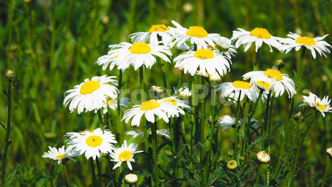 민들레,꽃,봄,야생화,flower,dandelion,자연,식물,민들레꽃,흰민들레