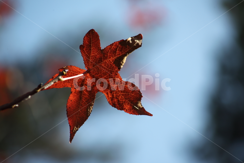 단풍,미국풍나무,가을,liquidambarstyraciflua,sweetgum,가을,계절,fall,autumn,season,leaf,잎,plant,식물,tree,나무