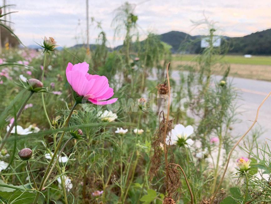 flower,plant,식물,꽃,코스모스