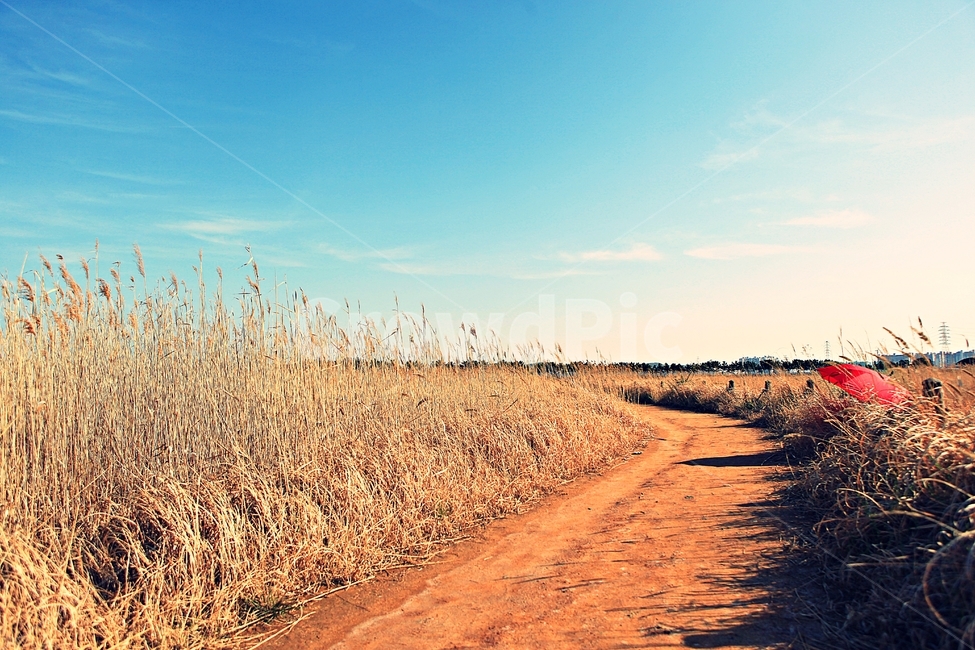 갈대,생태공원,빨강우산,갈대숲길,풍경,자연,배경,가을,계절,fall,autumn,season,ground,바닥,gravel,자갈,road,도로,dirt road,흙길