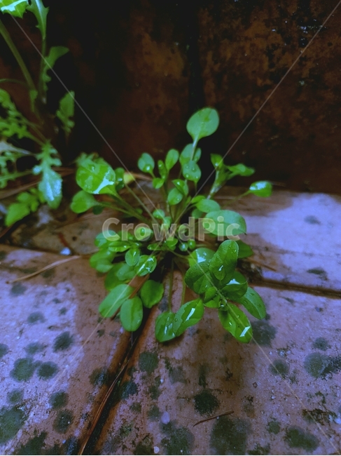 잡초,풀,틈새,이끼,벽돌,grass,물방울,rain,비,moss,식물,자연,plants,nature