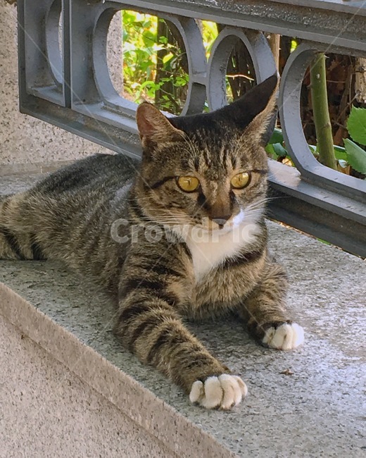 animal,동물,cat,고양이,고양이눈동자,냥이,동물,animal,포유류,mammal,고양이,cat,kitten,kitty