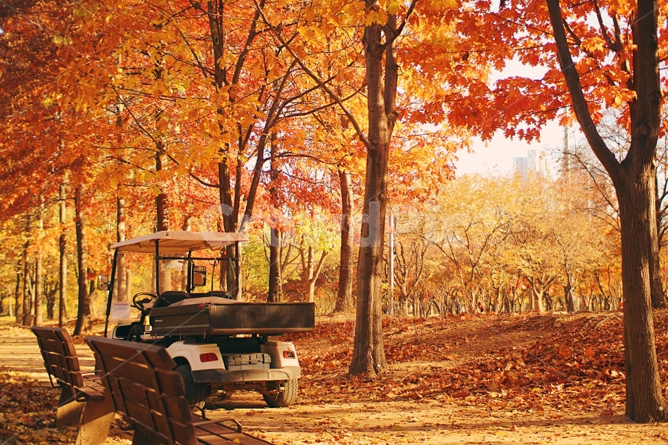 가을,단풍,숲,풍경,감성,숲길,낙엽,가을,계절,fall,autumn,season,식물,자연,plants,nature,나무,trees,wood,교통,교통수단,traffic,transportation,tree,plant