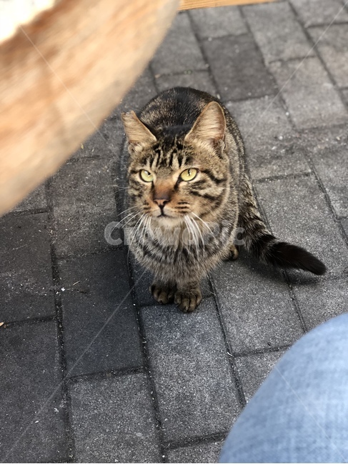 고양이,동물,길고양이,도둑고양이,야생