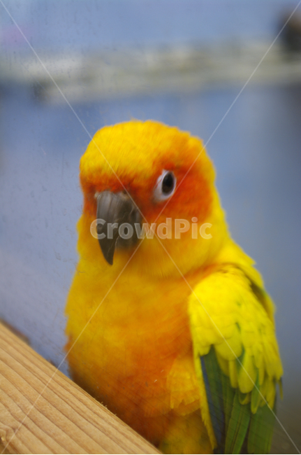 새,조류,앵무새,color,bird,동물,animal,조류,새,birds